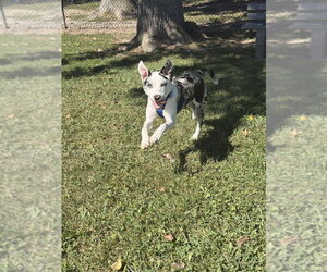 Virgin River : Lizzie (Lexi) - Female Australian Shepherd-Unknown Mix Dog for Adoption - Photo #4