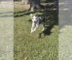 Small Photo #4 Australian Shepherd-Unknown Mix Puppy For Sale in Aurora, IN, USA