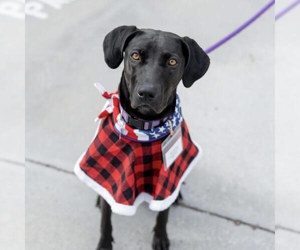 Medium Photo #1 German Shorthaired Lab Puppy For Sale in San Diego, CA, USA