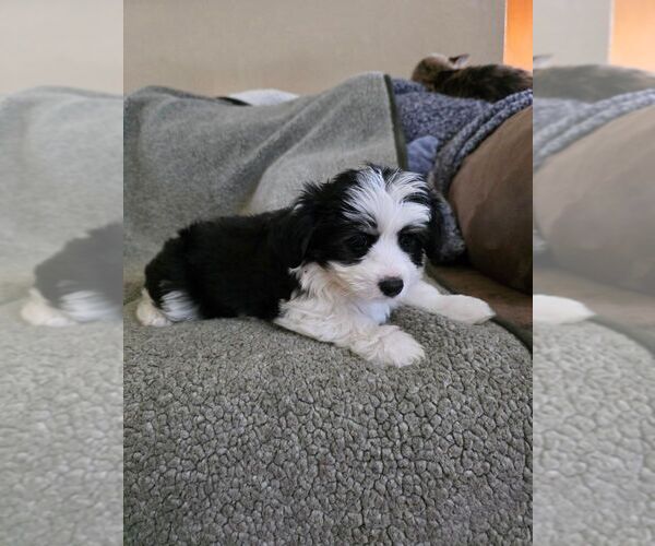 Medium Photo #1 Bichon Frise-Miniature Australian Shepherd Mix Puppy For Sale in NORTON, KS, USA
