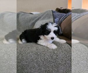 Bichon Frise-Miniature Australian Shepherd Mix Puppy for sale in NORTON, KS, USA