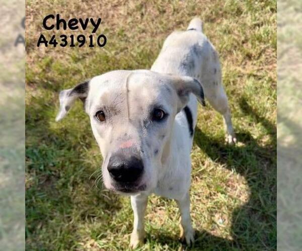 Medium Photo #2 Dalmatian-Unknown Mix Puppy For Sale in Conroe, TX, USA