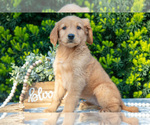 Small Photo #19 Golden Retriever Puppy For Sale in HARLAN, IN, USA