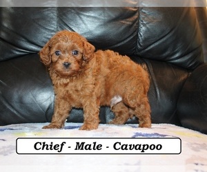 Cavapoo (Miniature) Puppy for sale in CLARKRANGE, TN, USA