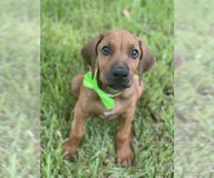 Rhodesian Ridgeback Puppy for Sale in FRIENDSWOOD, Texas USA