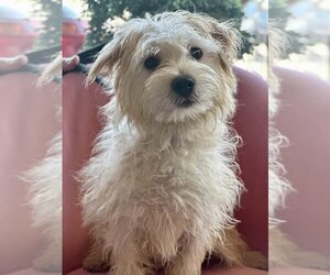 Maltese-Unknown Mix Dogs for adoption in Studio City, CA, USA