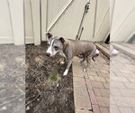 Small #7 Mutt