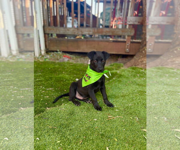 Medium Photo #4 Mutt Puppy For Sale in Sandy, UT, USA