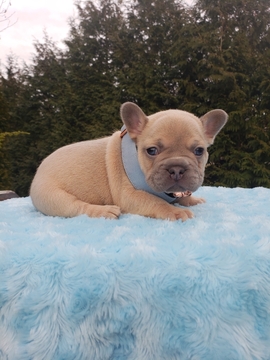 Medium Photo #4 French Bulldog Puppy For Sale in BAKERVIEW, WA, USA