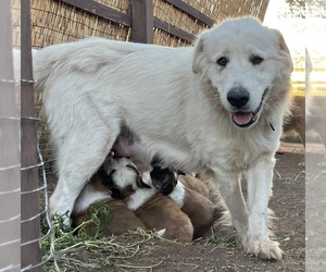 Mother of the Border Collie-Shiloh Shepherd Mix puppies born on 02/13/2026