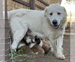 Small Photo #1 Border Collie-Shiloh Shepherd Mix Puppy For Sale in SEDONA, AZ, USA