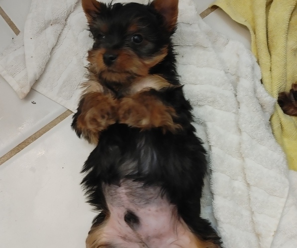 Medium Photo #3 Yorkshire Terrier Puppy For Sale in DANA POINT, CA, USA