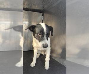 Mutt Dogs for adoption in San Antonio, TX, USA
