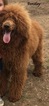 Small Photo #1 Labradoodle Puppy For Sale in DEMOPOLIS, AL, USA