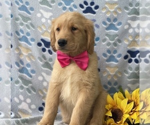 Golden Retriever Puppy for sale in LANCASTER, PA, USA