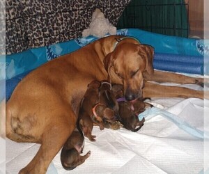 Rhodesian Ridgeback Puppy for sale in CHILOQUIN, OR, USA