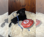 Puppy dark blue German Shepherd Dog