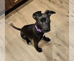 Small Feist Terrier-Labrador Retriever Mix