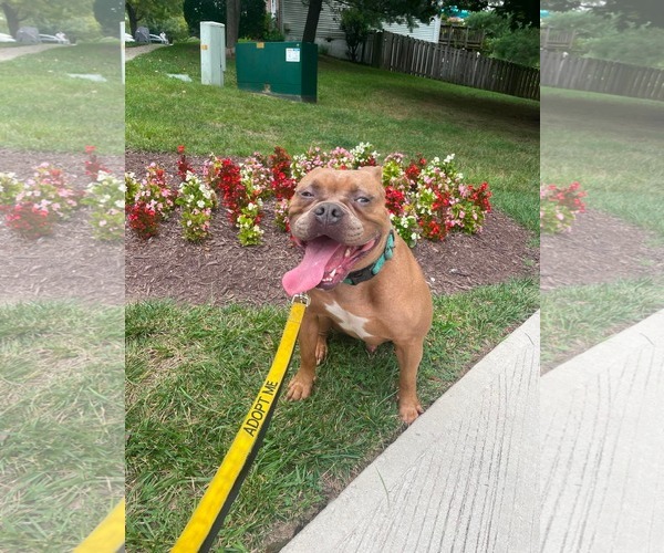 Medium Photo #11 American Bulldog-Unknown Mix Puppy For Sale in Derwood, MD, USA