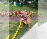 Small #10 American Bulldog Mix