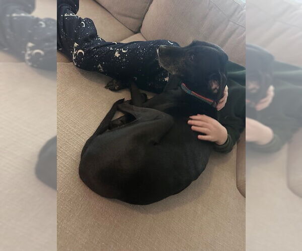 Medium Photo #4 Mutt Puppy For Sale in Atlanta, GA, USA