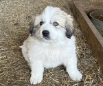 Puppy Black Collar Great Pyrenees