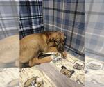 Small German Shepherd Dog