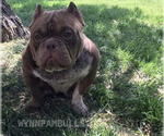 Small Photo #1 American Bully Puppy For Sale in VACAVILLE, CA, USA