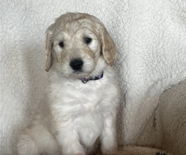 Medium Photo #2 Goldendoodle Puppy For Sale in PEYTON, CO, USA