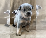 Small Photo #11 Australian Cattle Dog Puppy For Sale in MYRTLE BEACH, SC, USA