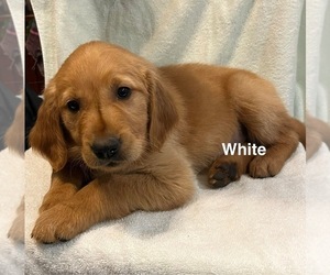Golden Retriever Puppy for sale in WEBSTER, WI, USA