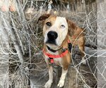 Small #19 American Pit Bull Terrier-Australian Shepherd Mix