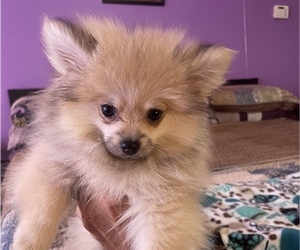 Pomeranian Puppy for sale in BETHEL, OH, USA