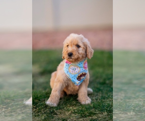 Medium Photo #15 Goldendoodle Puppy For Sale in COLORADO SPRINGS, CO, USA