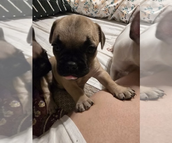 Medium Photo #2 French Bulldog Puppy For Sale in EDISON, NJ, USA