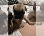 Small Photo #6 French Bulldog Puppy For Sale in EDISON, NJ, USA
