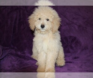 Goldendoodle (Miniature) Puppy for sale in BLMGTN, IN, USA