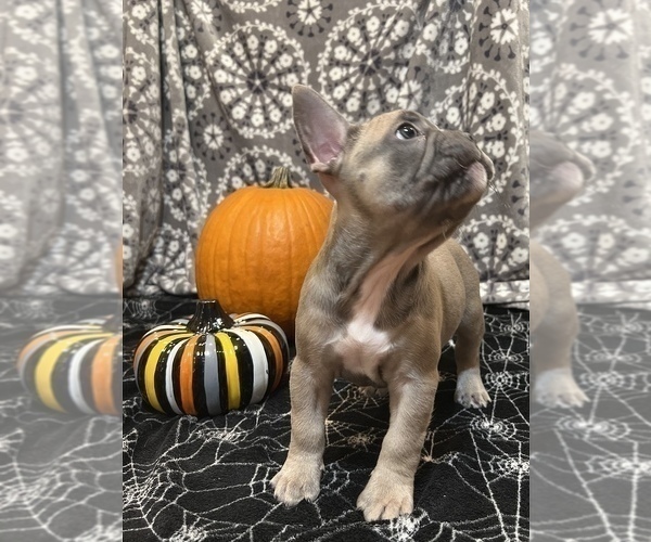Medium Photo #2 French Bulldog Puppy For Sale in BRADENTON, FL, USA