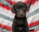 Puppy Hazel Labrador Retriever