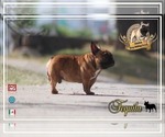 Small Photo #1 French Bulldog Puppy For Sale in CANYON LAKE, TX, USA