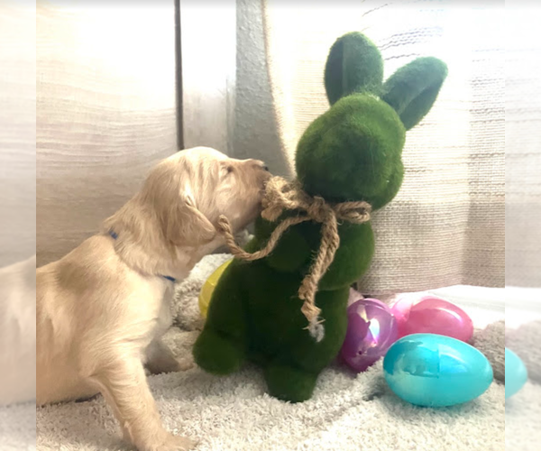 Medium Photo #2 Goldendoodle Puppy For Sale in MIDLAND, TX, USA