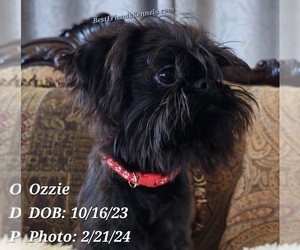 Brussels Griffon Puppy for sale in TEMPE, AZ, USA