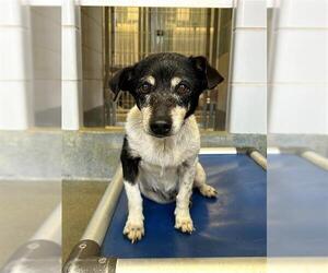 Rat Terrier-Unknown Mix Dogs for adoption in San Antonio, TX, USA