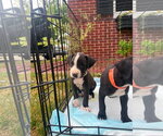 Small #2 Black Mouth Cur Mix