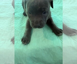 Suvina - Female Labrador Retriever-Unknown Mix Dog for Adoption - Photo #4