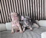 Small #3 French Bulldog