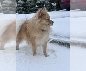 Mother of the Pomeranian puppies born on 06/17/2026
