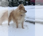 Small Photo #1 Pomeranian Puppy For Sale in VANCOUVER, WA, USA