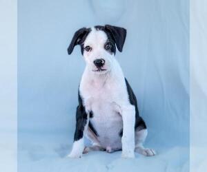 Wyle (Emmy Pup) - Male Boston Terrier-Boxer Mix Dog for Adoption - Photo #7