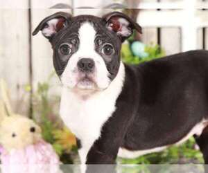 Boston Terrier Puppy for sale in MOUNT VERNON, OH, USA